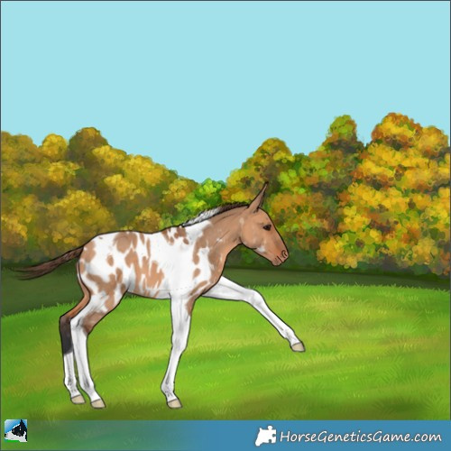 Horse Color:Bay Dun Tobiano Appaloosa 