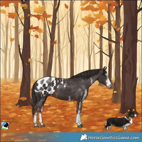 Horse Color:White Spotted Liver Chestnut Blanket 