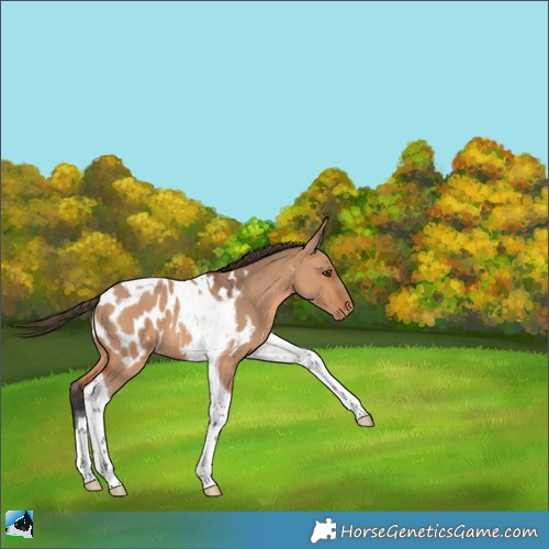 Horse Color:Bay Dun Tobiano Appaloosa 