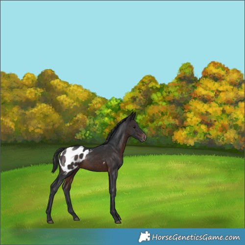 Horse Color:Brown Appaloosa