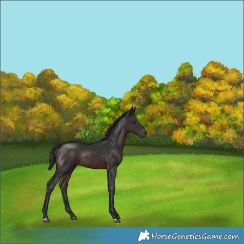 Horse Color:Brown 