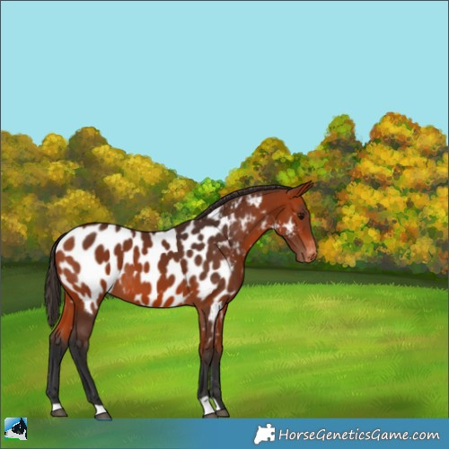 Horse Color:Bay Appaloosa 