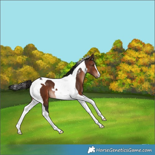 Horse Color:Brown Tobiano 
