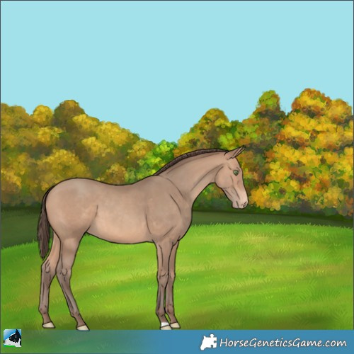 Horse Color:Amber Champagne Appaloosa 