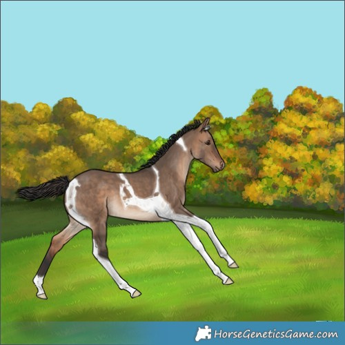 Horse Color:Bay Dun Tobiano 