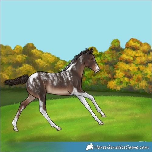 Horse Color:Powder White Liver Chestnut Tobiano Rabicano 