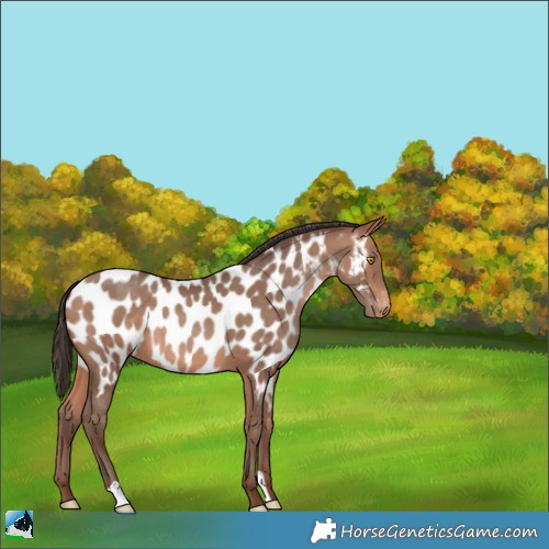 Horse Color:Amber Champagne Appaloosa 