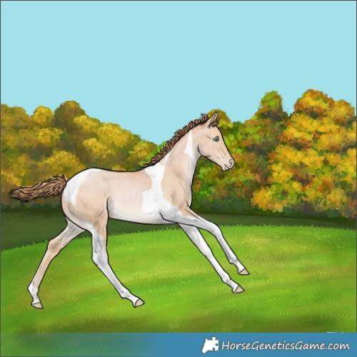 Horse Color:Buckskin Pearl Tobiano Rabicano 