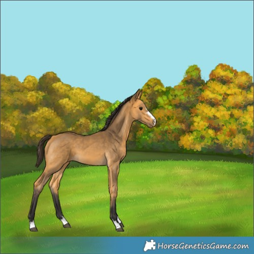 Horse Color:Buckskin 