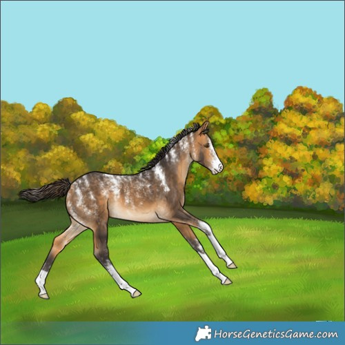 Horse Color:Powder White Buckskin 