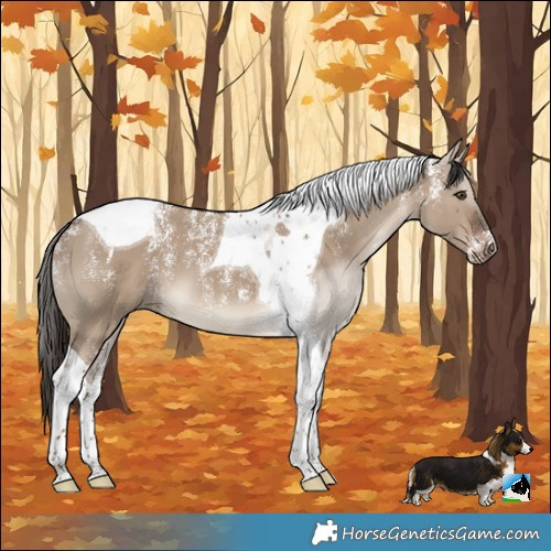 Horse Color:Powder White Liver Red Dun Tobiano 