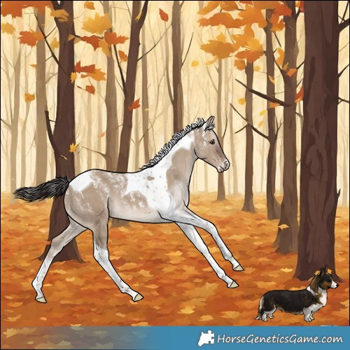 Horse Color:Powder White Liver Red Dun Tobiano