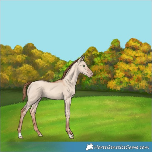 Horse Color:Gold Champagne Dun 