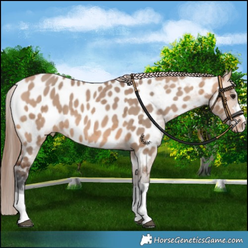 Horse Color:Bay Dun Merle Near Leopard 