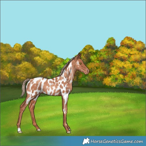 Horse Color:Gold Champagne Appaloosa 