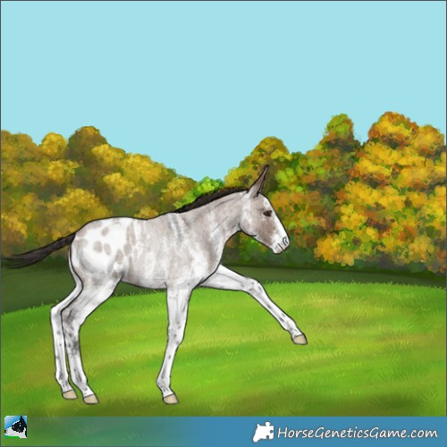 Horse Color:White Spotted Liver Red Dun Roan Appaloosa Rabicano 