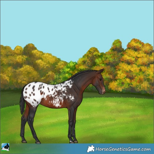 Horse Color:Brown Appaloosa 