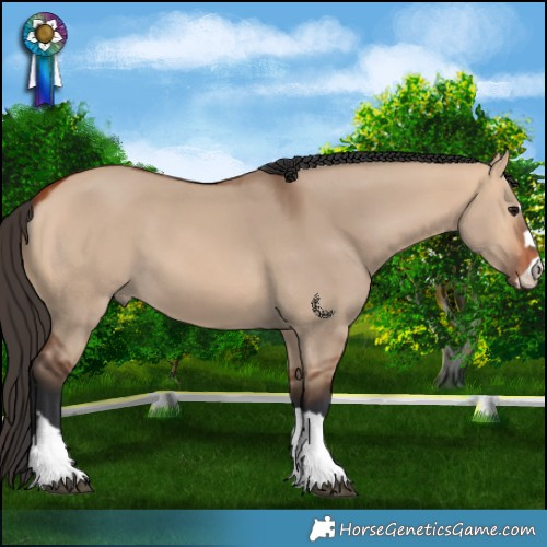 Horse Color:Bay Dun 