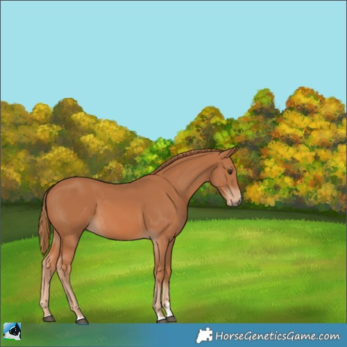 Horse Color:Chestnut 