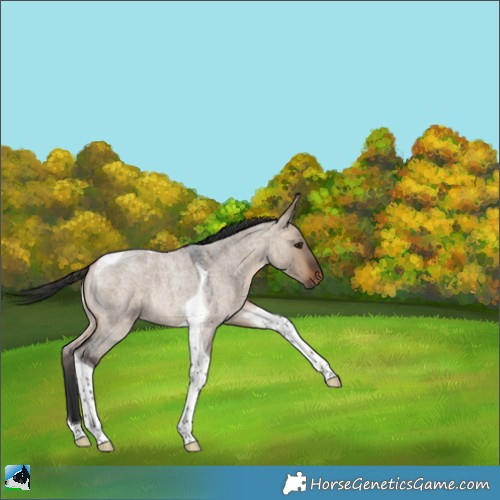 Horse Color:Brown Roan Dun Tobiano 