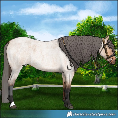 Horse Color:Bay Roan Dun Merle 