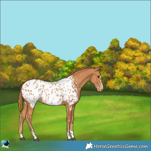 Horse Color:Chestnut Appaloosa 
