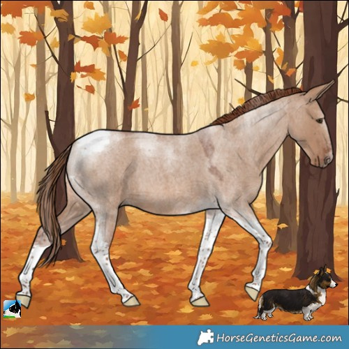 Horse Color:Red Dun Roan Tobiano 