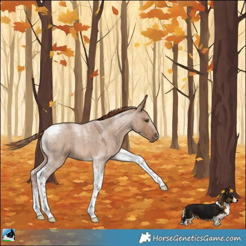 Horse Color:Red Dun Roan Tobiano