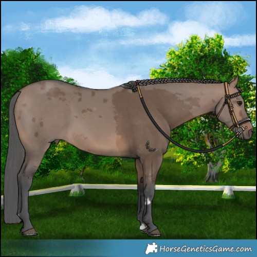 Horse Color:Brown Dun Merle 
