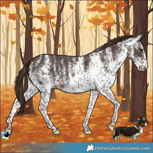 Horse Color:White Spotted Liver Chestnut Rabicano 