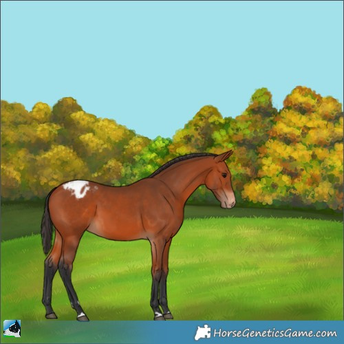 Horse Color:Bay Appaloosa 