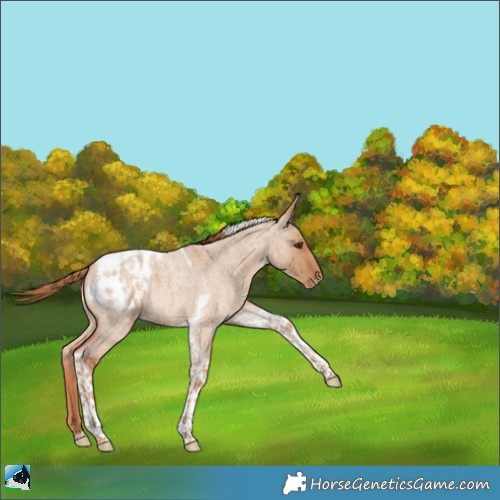 Horse Color:Red Dun Roan Tobiano Appaloosa 