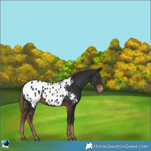 Horse Color:Liver Chestnut Appaloosa 