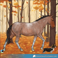 Horse Color:Bay Roan Tobiano