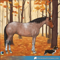 Horse Color:Bay Roan Tobiano