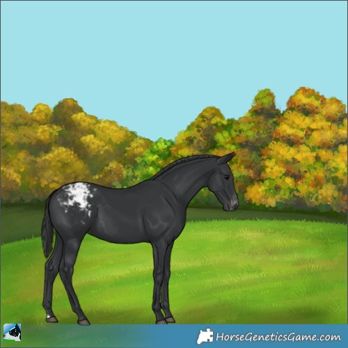 Horse Color:Black Appaloosa 