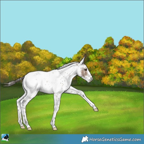 Horse Color:White Spotted Liver Red Dun Appaloosa Rabicano 