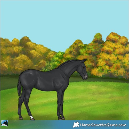 Horse Color:Black Appaloosa 