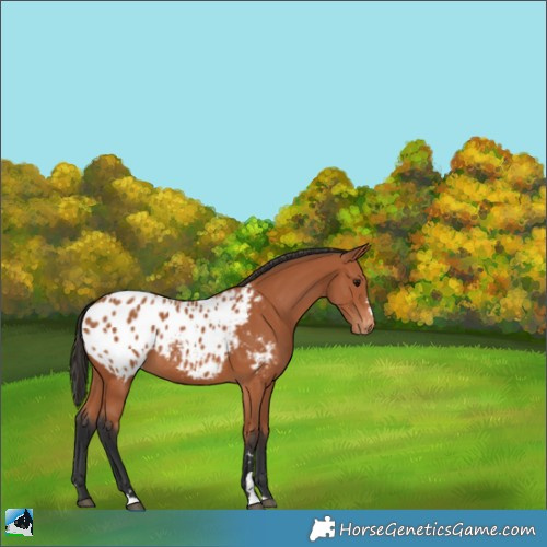 Horse Color:Bay Appaloosa 