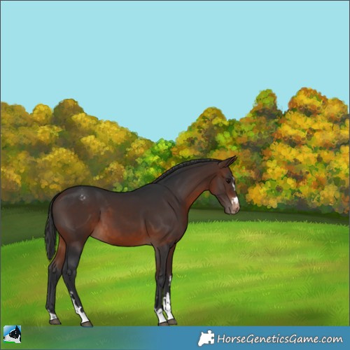 Horse Color:Brown Appaloosa 