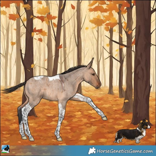 Horse Color:Bay Roan Dun Tobiano 