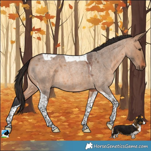 Horse Color:Bay Roan Dun Tobiano 