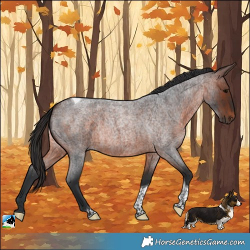 Horse Color:Brown Roan Tobiano Rabicano