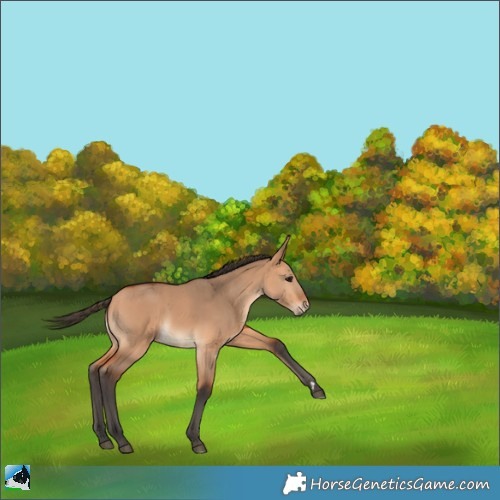 Horse Color:Bay Dun Rabicano 