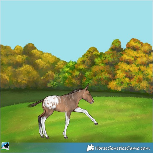 Horse Color:Powder White Bay Dun Tobiano Appaloosa 