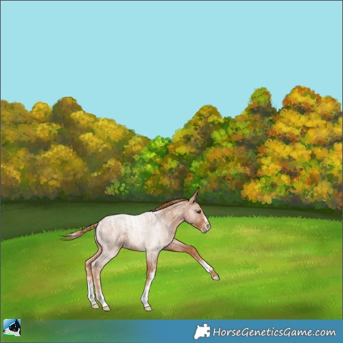 Horse Color:Powder White Red Roan 