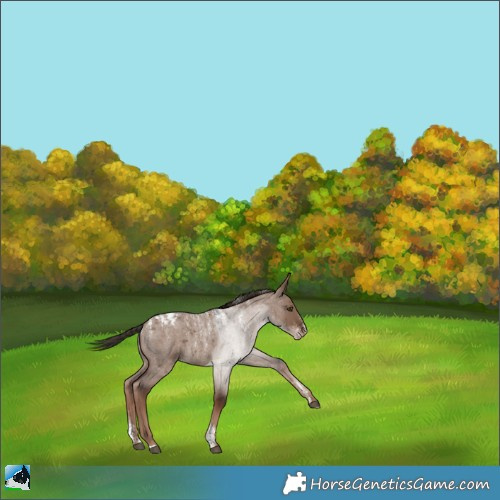Horse Color:Powder White Liver Red Dun Roan Appaloosa 
