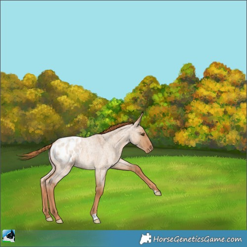 Horse Color:Red Dun Roan Appaloosa 