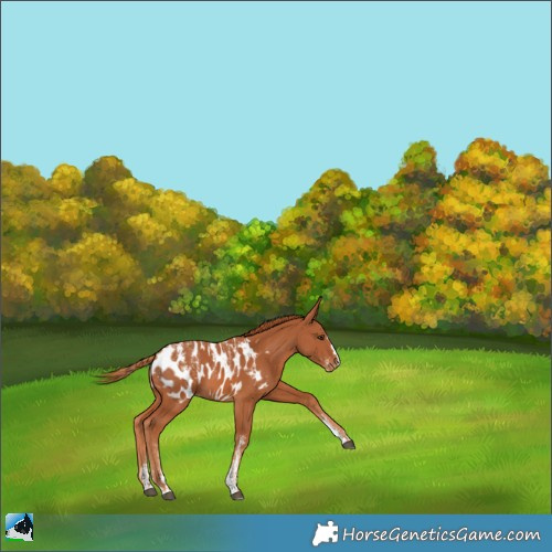 Horse Color:Powder White Chestnut Appaloosa 