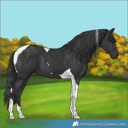 Horse Color:Black Tobiano
